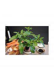 Cordia verbenacea; Bouillon; Ø12; 700884;BLU