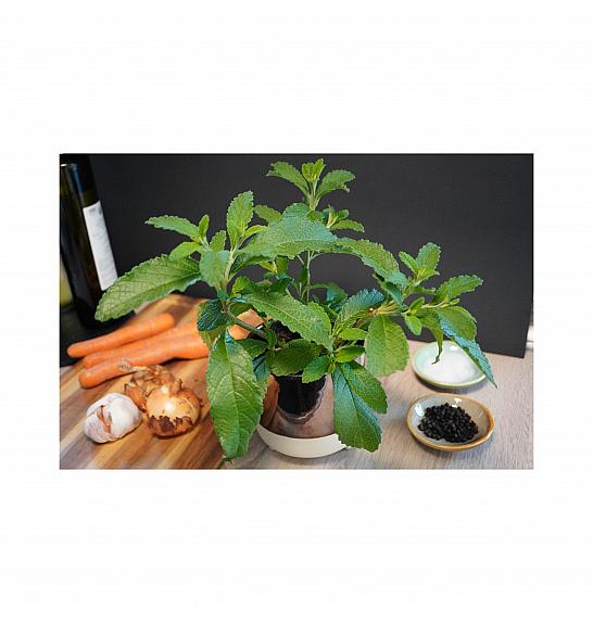 Cordia verbenacea; Bouillon; Ø12; 700884;BLU