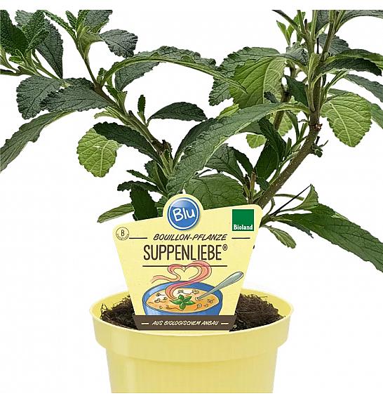 Cordia verbenacea; Bouillon; Ø12; 700884;BLU