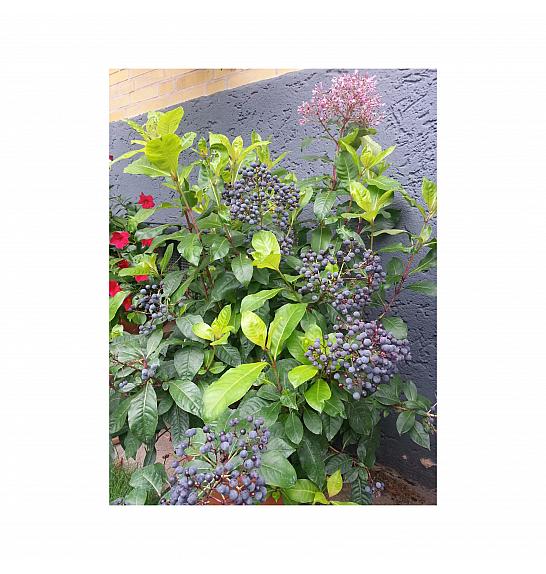 Fuchsia aborescens;Užitna fuksija; Ø12; 701031;BLU