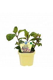 Fuchsia aborescens;Užitna fuksija; Ø12; 701031;BLU