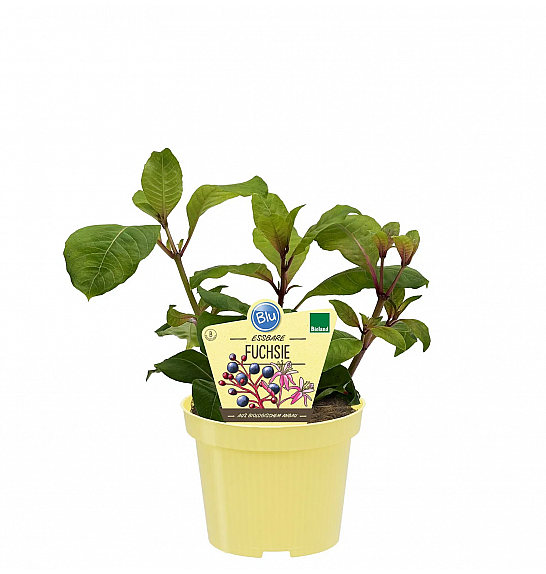 Fuchsia aborescens;Užitna fuksija; Ø12; 701031;BLU