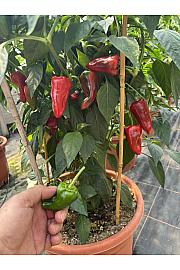 Capsicum annuum Poxigo F1; Feferoni Pimientos; Ø12; 690046;BLU