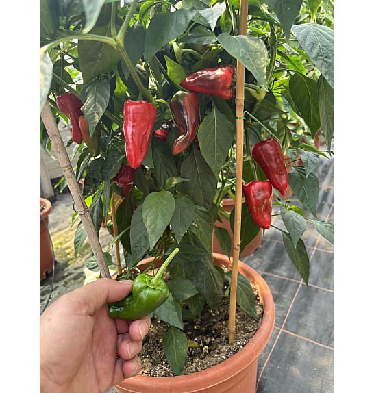 Capsicum annuum Poxigo F1; Feferoni Pimientos; Ø12; 690046;BLU