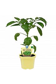 Capsicum annuum Poxigo F1; Feferoni Pimientos; Ø12; 690046;BLU