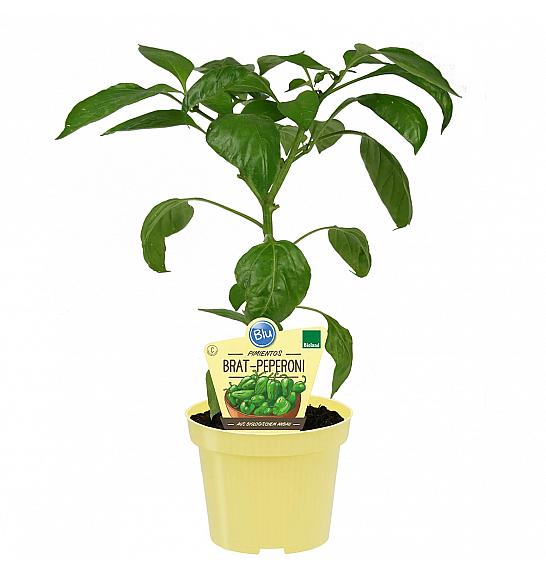 Capsicum annuum Poxigo F1; Feferoni Pimientos; Ø12; 690046;BLU