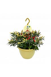 Capsicum annuum; Čili; Ø27;700085;BLU