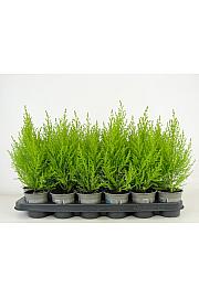 Cupressus macrocarpa Goldcrest Wilma Ø9