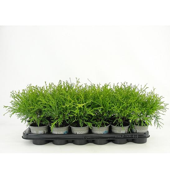 Chamaecyparis pisifera Filifera Aurea Ø9