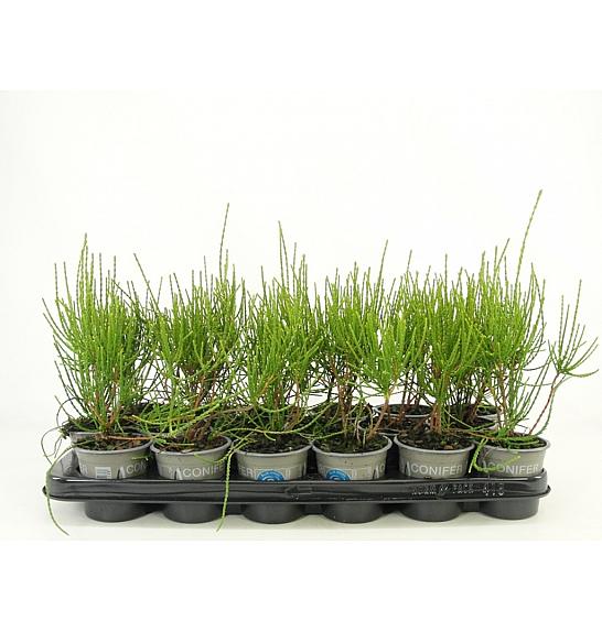 Platycladus orientalis Franky Boy Ø9