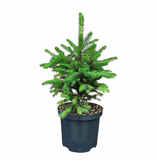 Picea abies Wills Zwerg C2,5 Lit. 15-20 cm