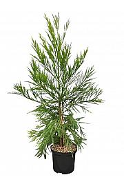 Cryptomeria japonica Kitayama C5 Lit. 50-60 cm