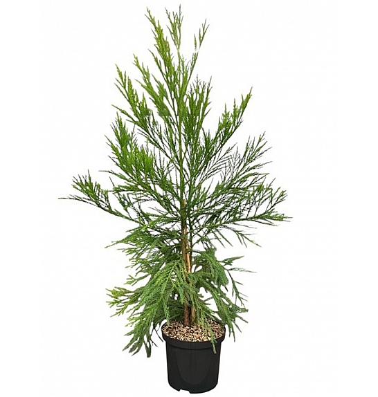 Cryptomeria japonica Kitayama C5 Lit. 50-60 cm