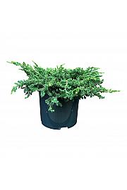 Juniperus communis Ristol C5 Lit. 25-30 cm