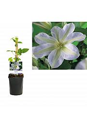 Clematis Yukikomachi C1,5 Lit. 30-40 cm