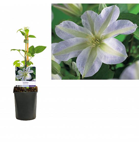 Clematis Yukikomachi C1,5 Lit. 30-40 cm