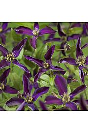 Clematis So Many Dark Violet Flowers PBR C1,5 Lit. 30-40 cm