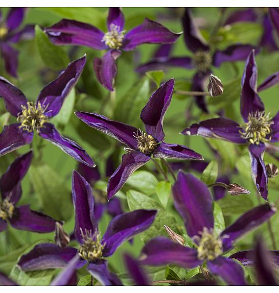 Clematis So Many Dark Violet Flowers PBR C1,5 Lit. 30-40 cm