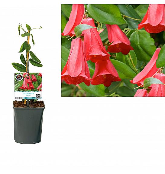 Lapageria Rosea C1 Lit. 20-30 cm