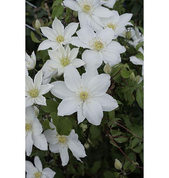 Clematis Madame Blanc PBR C2,5 Lit. 40-60 cm