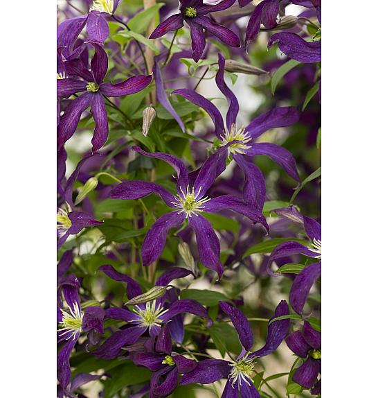 Clematis Purple Tentacles PBR C2,5 Lit. 40-60 cm