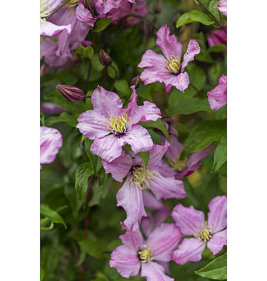 Clematis Sweet Rosie PBR C2,5 Lit. 40-60 cm