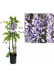 Wisteria sinensis C1 Lit. 20-30 cm; from seed