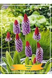 Primula vialli Ø11