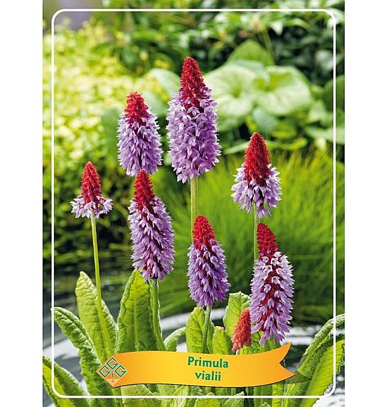 Primula vialli Ø11