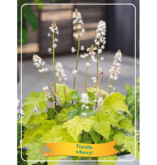 Tiarella Wherryi Ø11