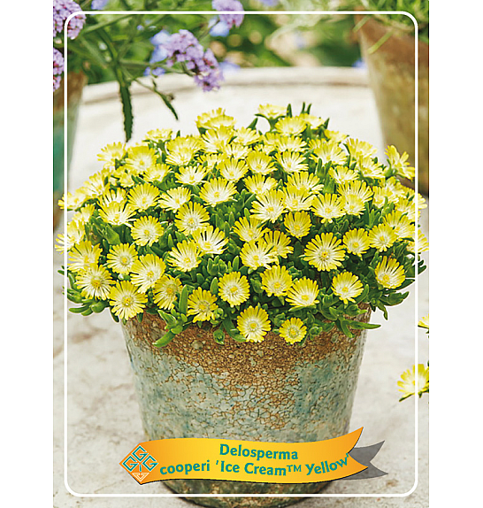 Delosperma cooperi Ice Cream™ Yellow Ø11