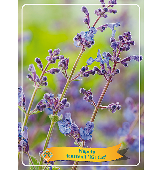 Nepeta faassenii Kit Cat Ø11