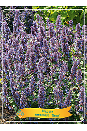 Nepeta racemosa Grog Ø11