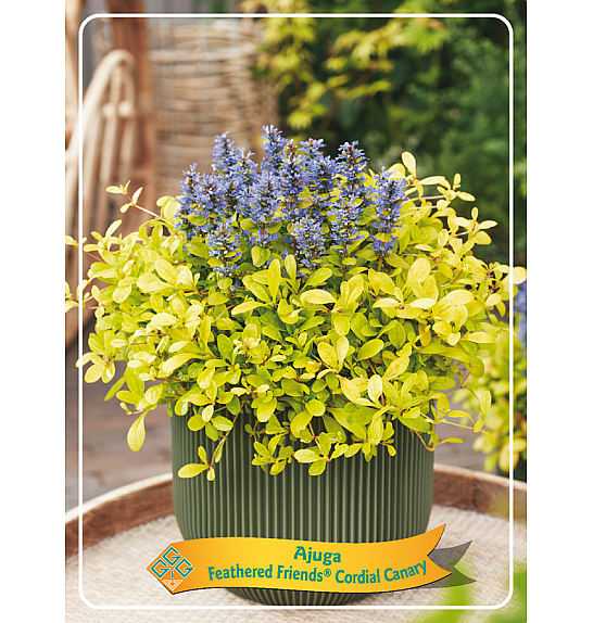 Ajuga reptans Feathered Friends™ Cordial Canary Ø11