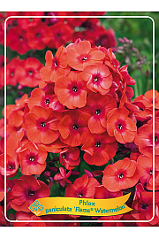 Phlox paniculata Flame® Watermelon Ø11