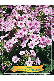 Phlox paniculata Early Pink Candy Ø11