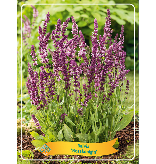 Salvia Rosakönigin Ø11