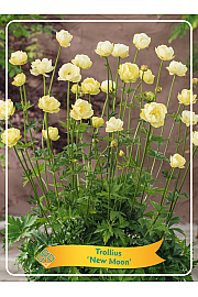Trollius chinensis New Moon Ø11