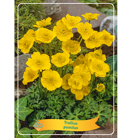 Trollius pumilus Ø11
