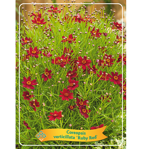 Coreopsis verticillata Ruby Red Ø11
