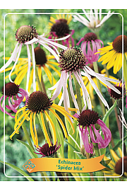 Echinacea Spider Mix  Ø11