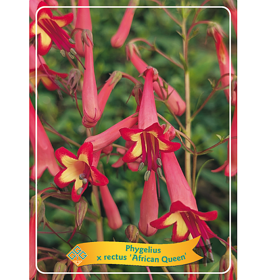 Phygelius rectus African Queen Ø11