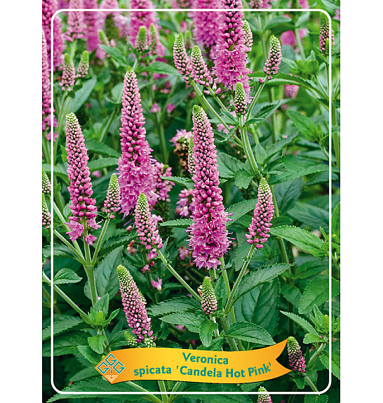 Veronica spicata Candela Hot Pink Ø11