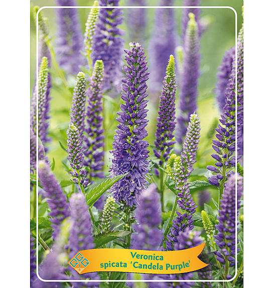 Veronica spicata Candela Purple Ø11