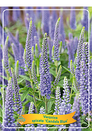 Veronica spicata Candela Blue Ø11