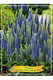 Veronica spicata Ulster Dwarf Blue Ø11
