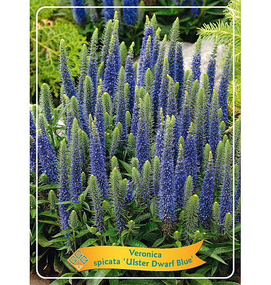 Veronica spicata Ulster Dwarf Blue Ø11