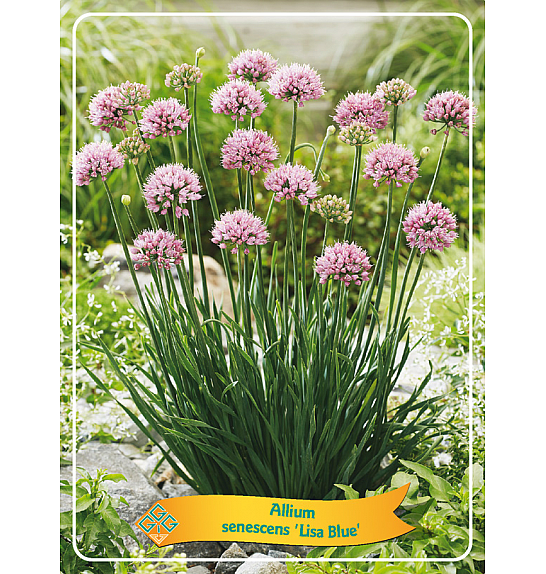 Allium senescens Lisa Blue Ø11