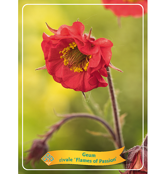 Geum rivale Flames of Passion Ø11