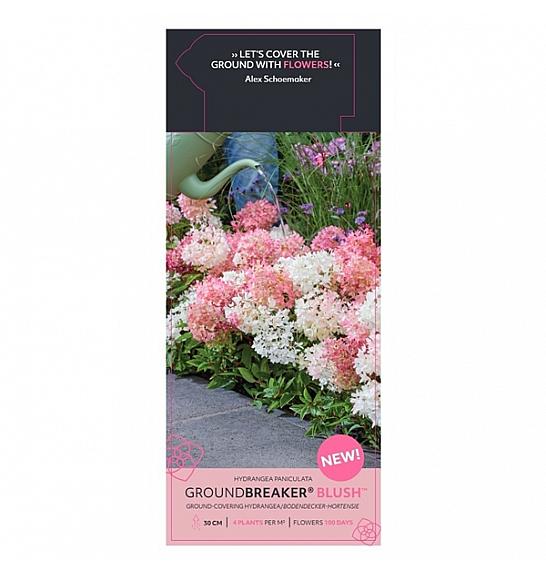 Hydrangea p. Groundbreaker® Blush C1,5 Lit.